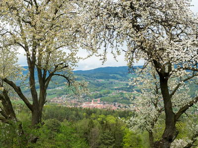 Bild 122 aus  Postl's Hirschbirnhof