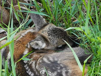 Bild 46 aus  Auszeithof Drion