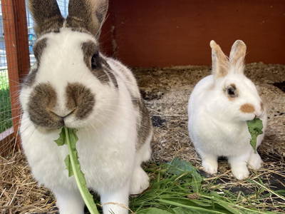 Bild 39 aus  Pferdehof Thomayer