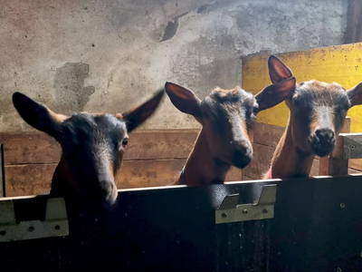 Bild 96 aus  Mortnerhof