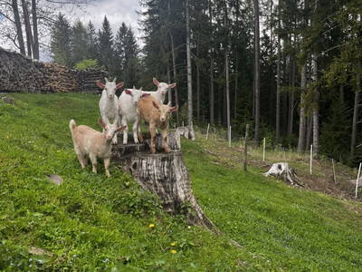 Bild 23 aus  Ferienhaus Gegg vlg. Pauritschmichl