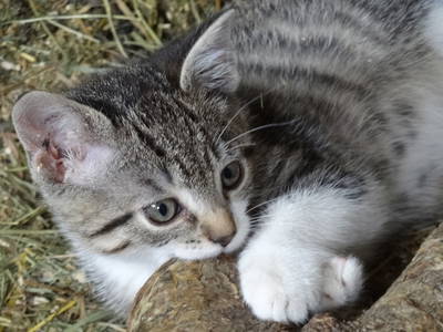 Bild 86 aus  Familienbauernhof mit Märchenkulisse - ZITTRAUERHOF