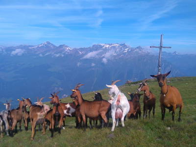 Bild 93 aus Riatschhof