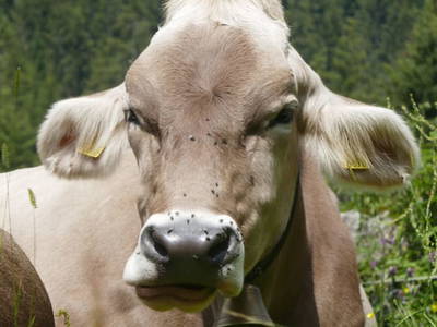 Bild 72 aus  Hof im Feld