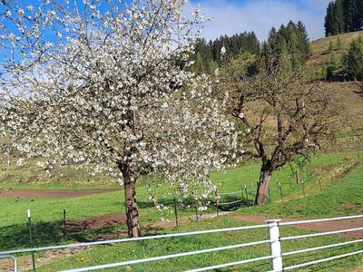 Bild 30 aus Albachhof