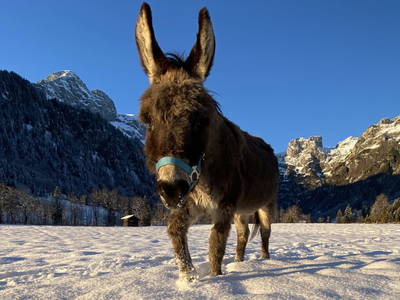 Bild 97 aus  Alpen Appartements Oberlehengut