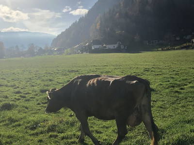 Bild 73 aus  Pension Glitschnerhof