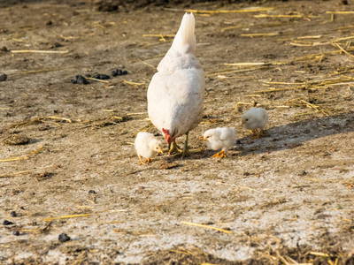 Bild 90 aus  Biohof Schmidbauer