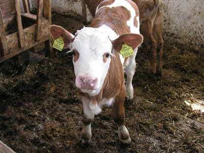 Bild 170 aus  Bacherhof