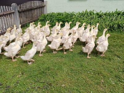 Bild 31 aus  Bunzbauernhof