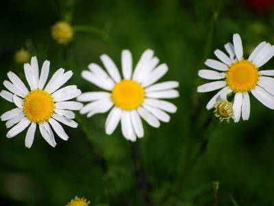 Bild 72 aus  Unteres Feld