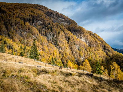 Bild 33 aus  Goldgräberhütte