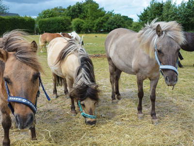 Bild 23 aus  Bauernhof Krebs