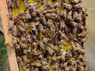 Bild 39 aus  Biohof Viertl