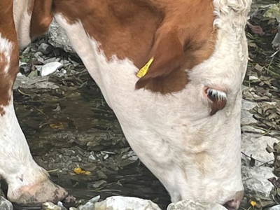 Bild 48 aus  Ascherhof