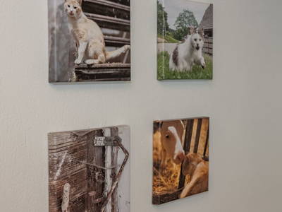 Bild 81 aus  Pleschinhof