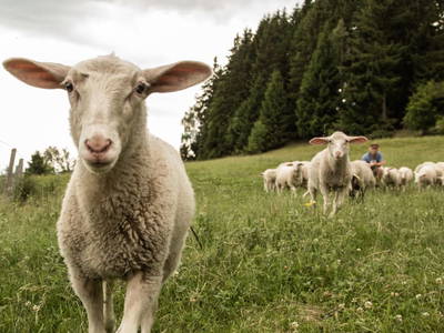 Bild 10 aus  Drei-Länder-Blick