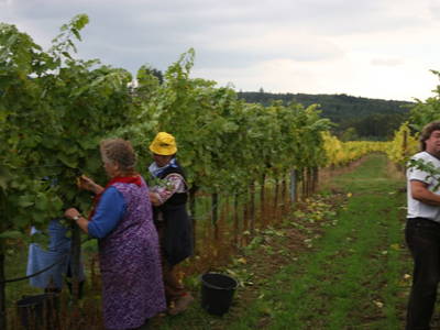 Bild 26 aus  Weingut Fam. Leopold