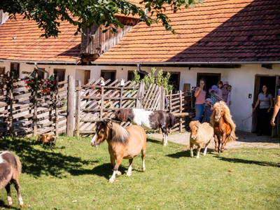 Bild 177 aus  Miniponyhof Wild