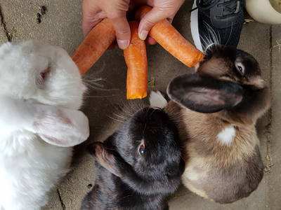 Bild 30 aus  Ferienhof Wübbold