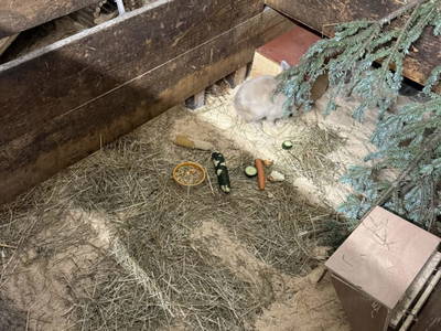 Bild 61 aus  S'Landhäuschen