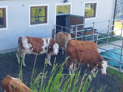 Bild 91 aus  Obersteffengut