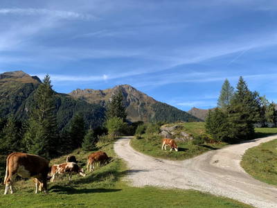 Bild 149 aus  Heisshof 