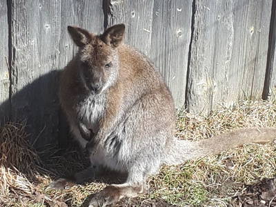 Bild 75 aus  Weißsteinalm