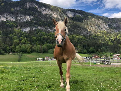 Bild 12 aus  Haflingerhof