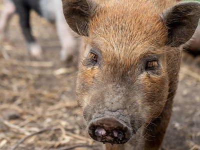 Bild 41 aus  LandSelection Gut Gaarz