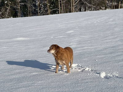 Bild 64 aus  Familienbauernhof Pieringer