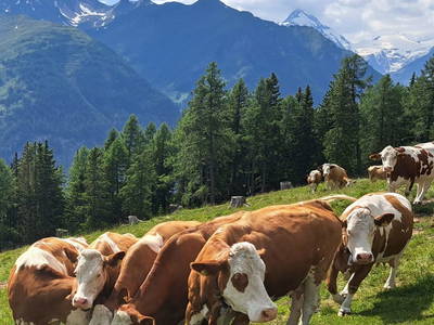 Bild 12 aus  Chalet Mittner Wirt