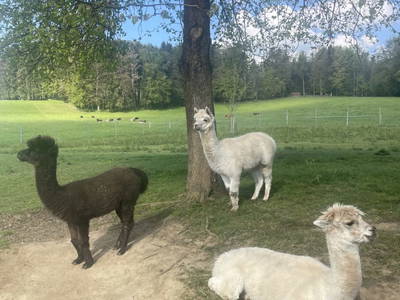 Bild 36 aus  Ferienhof Hinterstrasser Fam. Putz