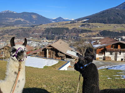 Bild 34 aus  Pfleger Ranch am Schönegg Gut