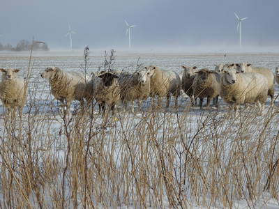Den Schafen kann die Kälte nichts anhaben