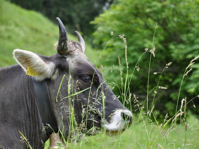 Bild 54 aus  Mühlehof Ennemoser