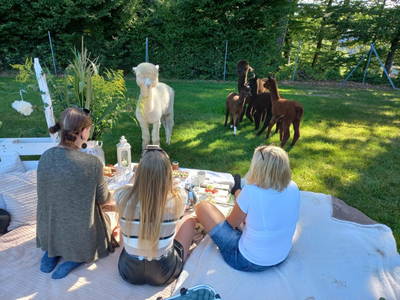 Bild 10 aus  Sweet Home Alpacas