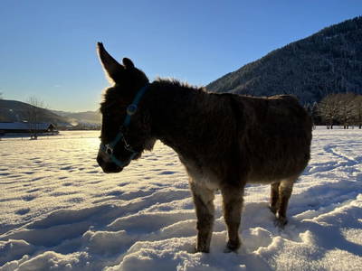 Bild 98 aus  Alpen Appartements Oberlehengut