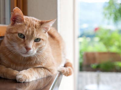 Bild 31 aus  Bauernhof Perhinig