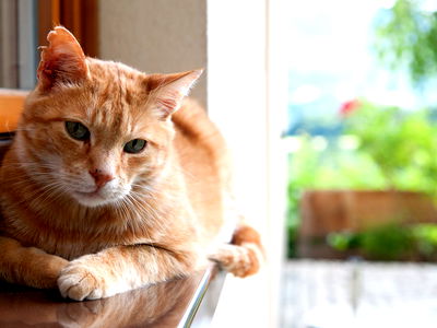 Kater Felix