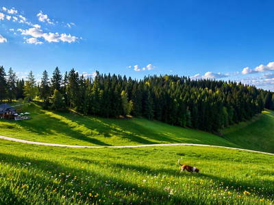 Bild 25 aus  Hollererhütte