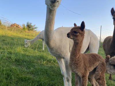 Bild 97 aus  Biohof Kroisleitner