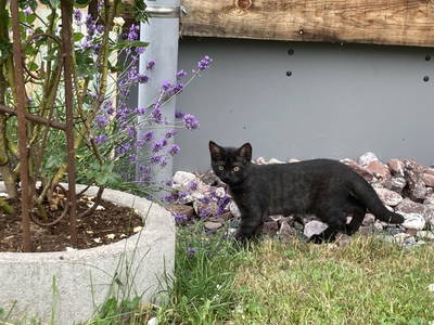 Bild 13 aus  Schmiedlarhof