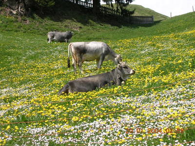 Bild 26 aus  Fergl's Hof