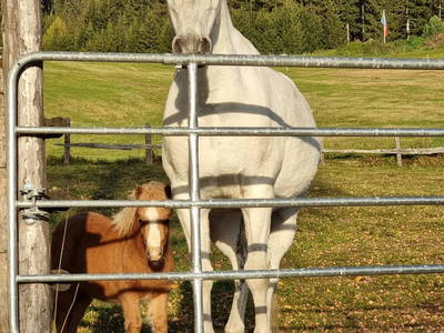 Bild 103 aus  Grossa Hütten