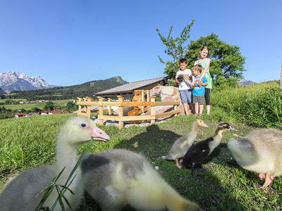 Bild 18 aus  Biobauernhof Mittermoos