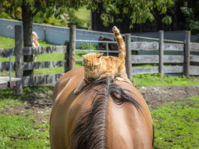 Bild 6 aus  Maierlehen