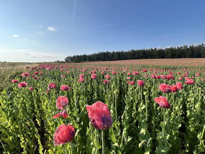 Bild 4 aus  Privatzimmer Burgpanorama