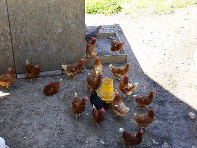 Bild 56 aus  Pfannreithof