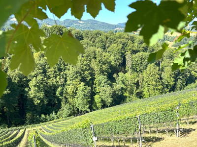 Bild 15 aus  Weingut Dworschak